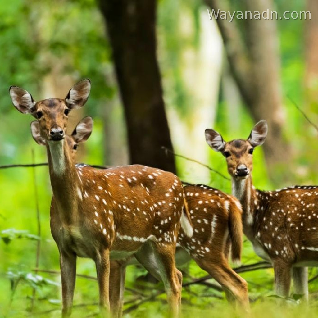 Tholpetty Wildlife Sanctuary Wayanad