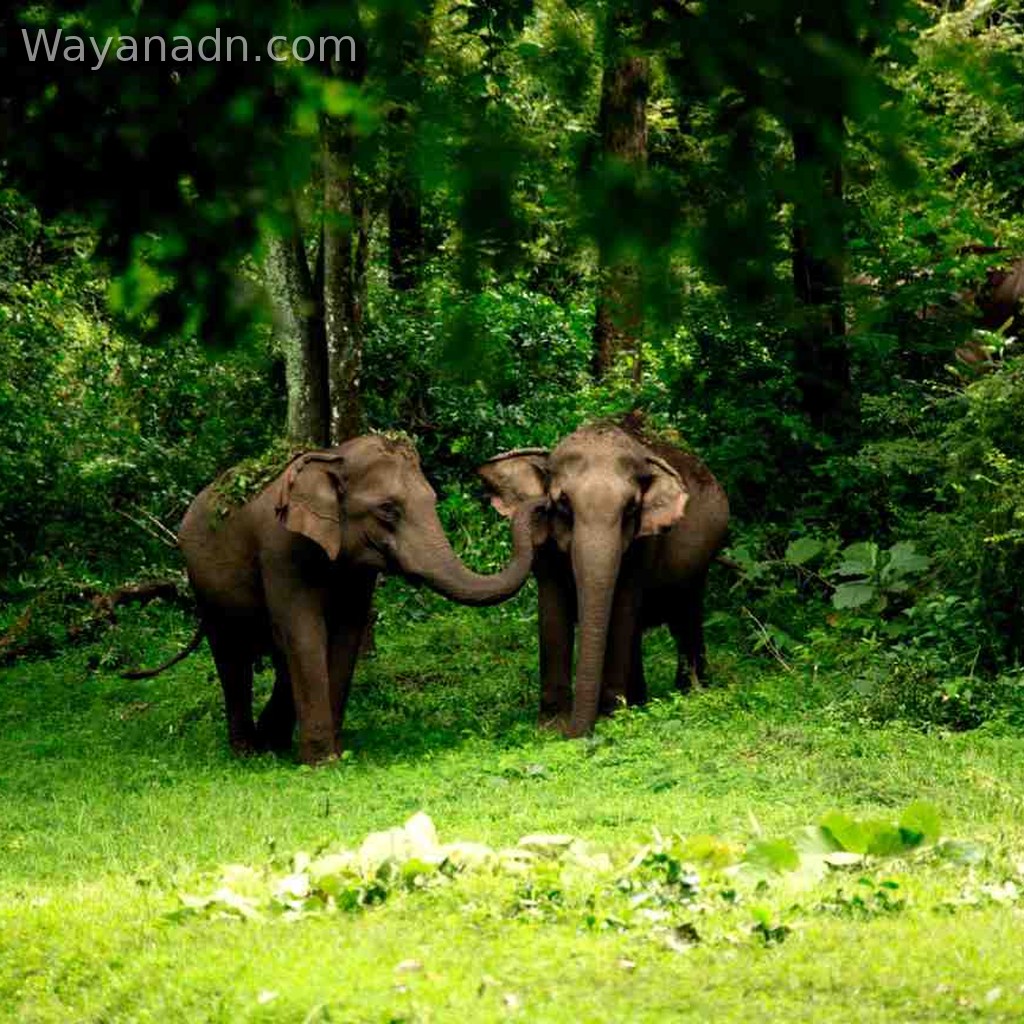 Muthanga Wildlife Sanctuary Wayanad