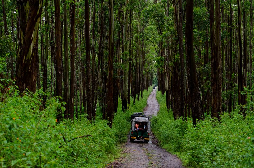 Muthanga Wildlife HD